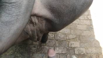 Guy sliding his dick into a female horse's narrow opening