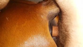 Horny male penetrates horse's pussy for insane zoo pleasures