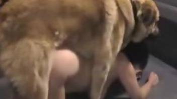 Brown dog plows a fat brunette in the ass