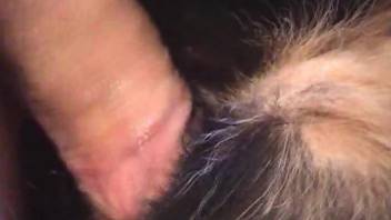 Horny man fucks his dog in closeup xnxx videos