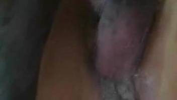 Sexy female fucked by her dog in hot amateur video